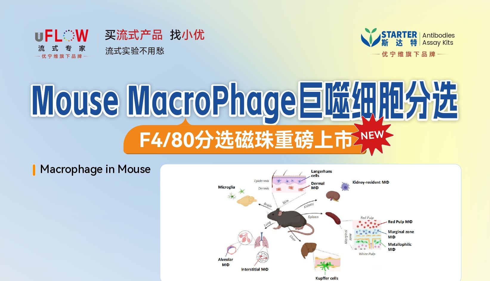 新品上市｜STARTER F4/80 分选磁珠，助力小鼠巨噬细胞高效分选
