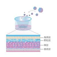 人表皮类器官模型构建