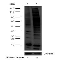 Anti-L-Lactyl Lysine Rabbit mAb