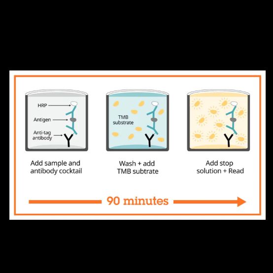 Abcam/艾博抗 ab178013 人IL-6 ELISA试剂盒