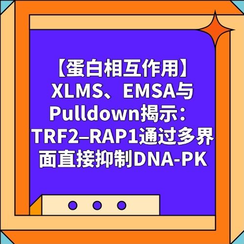 【蛋白相互作用】XLMS、EMSA与 Pulldown揭示：TRF2–RAP1通过多界面直接抑制DNA-PK