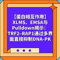 【蛋白相互作用】XLMS、EMSA与 Pulldown揭示：TRF2–RAP1通过多界面直接抑制DNA-PK