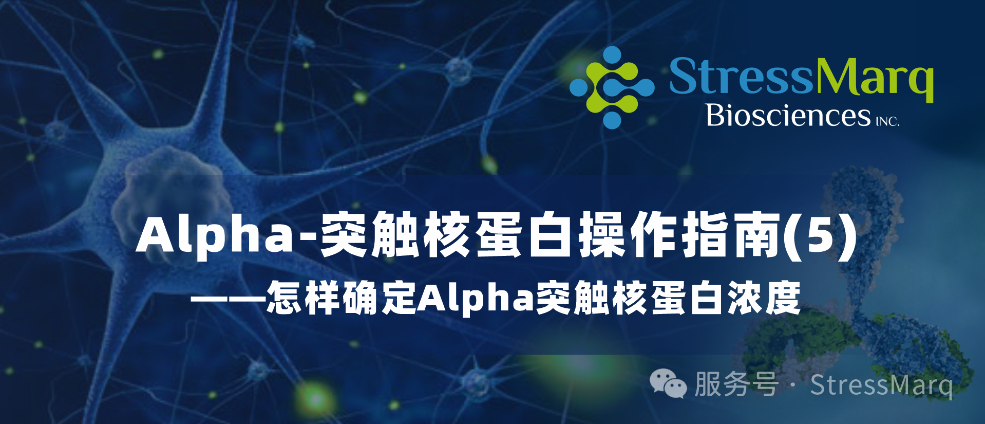 Alpha-突触核蛋白操作指南(5)—怎样确定Alpha突触核蛋白浓度