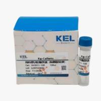 Ksp-Cadherin抗体试剂/检测试剂盒（免疫组织化学）