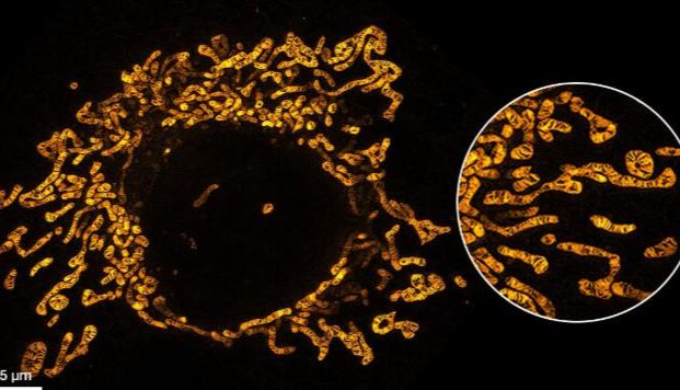 PKMITO®系列线粒体染料是适应于超分辨荧光成像实验的旗舰产品