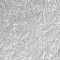 成纤维原代细胞提取