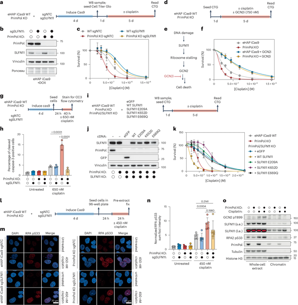 BMG LABTECH多功能酶标仪文献分享,英国Francis Crick 研究院发表在Nature Cell Biology “RPA exhaustion activates SLFN11 to eliminate cells with heightened replication stress” 报告