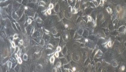 大鼠原代附睾上皮细胞性能特点