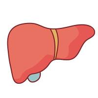 IPS诱导肝类器官