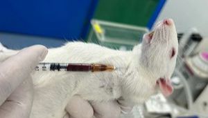 小鼠麻醉方案：一篇搞定所有关键操作