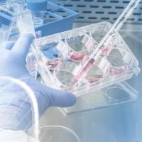 贴壁细胞全悬浮驯化服务