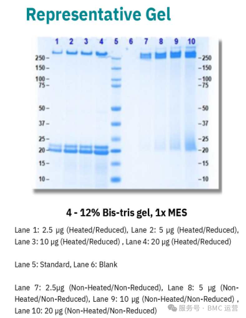 【新品发布】Athens重磅推出：天然人源铁蛋白