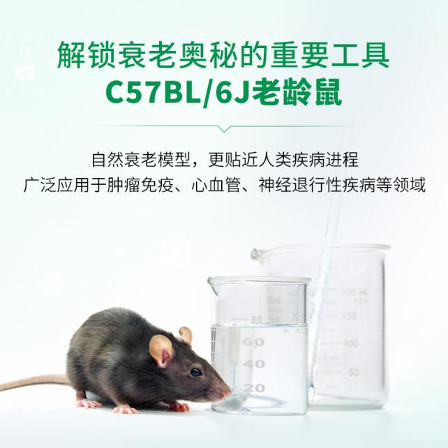 C57老龄鼠模型选择指南：已繁育与未繁育的系统比较与科研应用