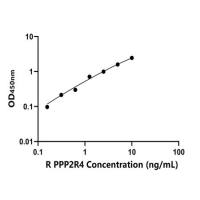 大鼠蛋白磷酸酶2A激活因子调节因子亚基4(PPP2R4)ELISA试剂盒