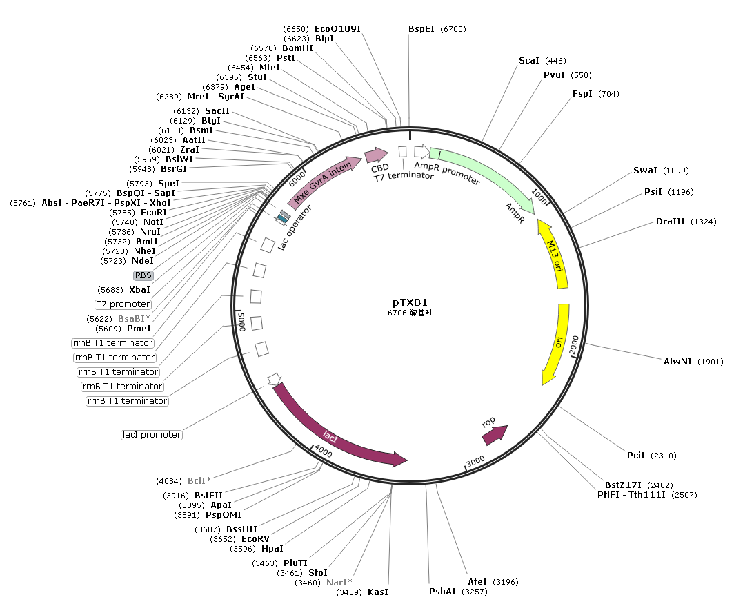 pTXB1质粒现货供应