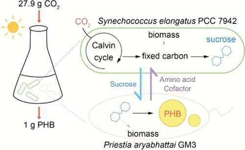 ApogeeFlow纳米流式仪文章分享,扬州大学，北大深圳研究用科研团队发表在 ACS ES&amp;T Engineering “Synthetic Microbial Consortium Enabling CO2 Conversion to Bioplastic Polyhydroxybutyrate: Synergy between Synechococcus elongatus PCC 7942