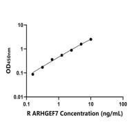 大鼠Rho鸟嘌呤核苷酸交换因子7(ARHGEF7)ELISA试剂盒