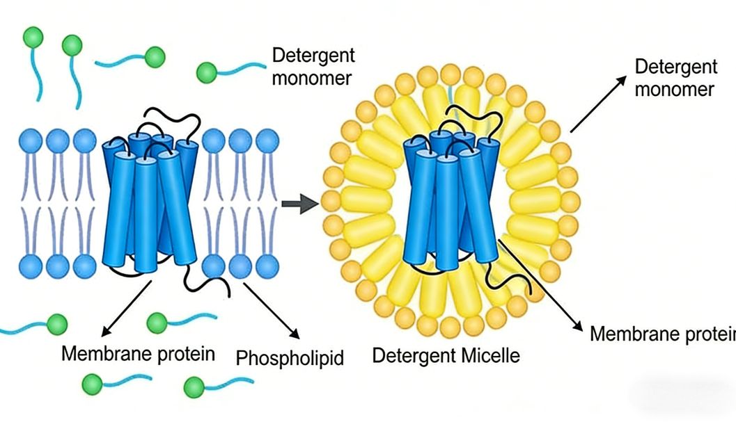 常规裂解液如何选择以优化蛋白质印迹样品质量？