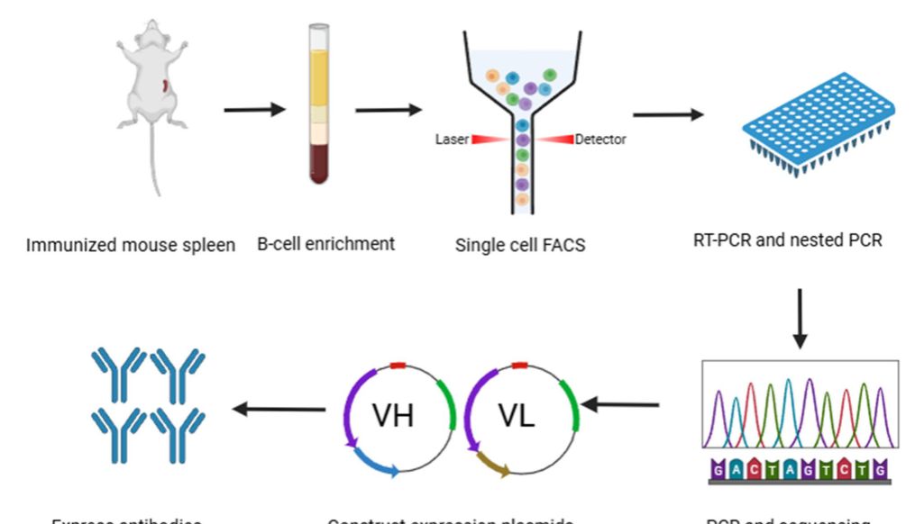突破24小时存活魔咒：赛米科让小鼠原代B细胞“活下来，可扩增”