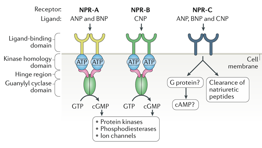 NPR1：调控心血管稳态的重要靶点