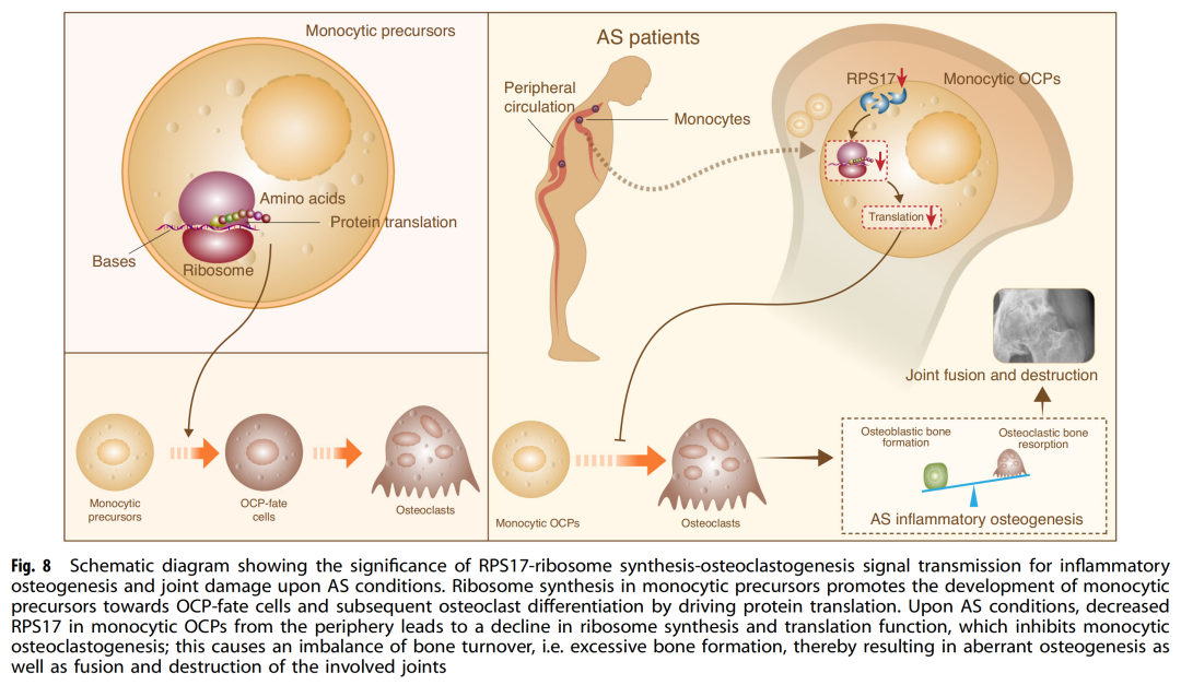 人外周破骨细胞前体发育模式