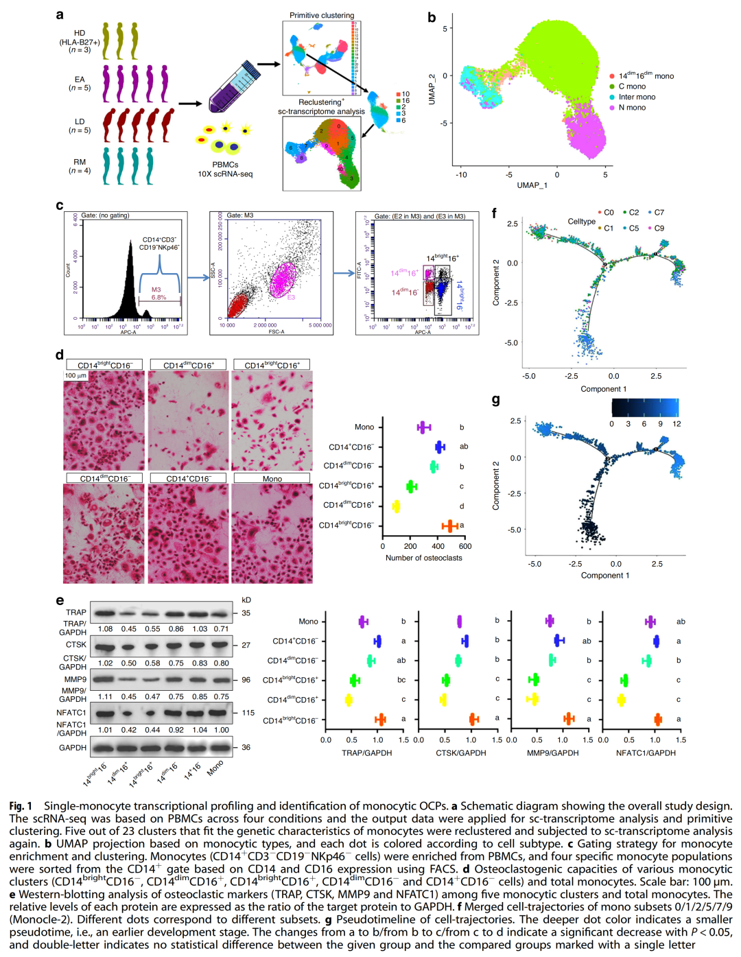 人外周破骨细胞前体发育模式