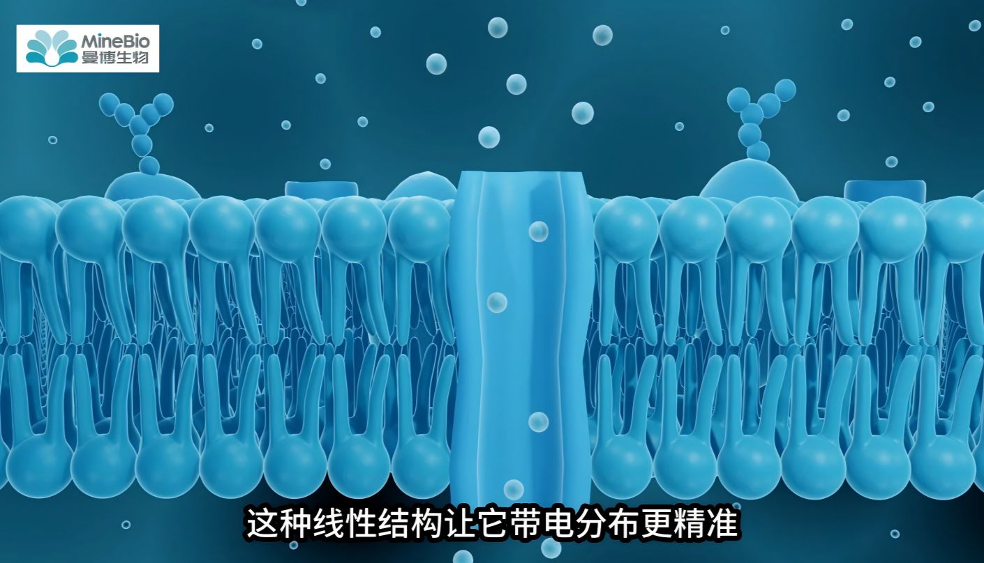 PEI MAX(24765) vs PEI 25K(23966)：Polysciences两款经典PEI转染试剂怎么选？