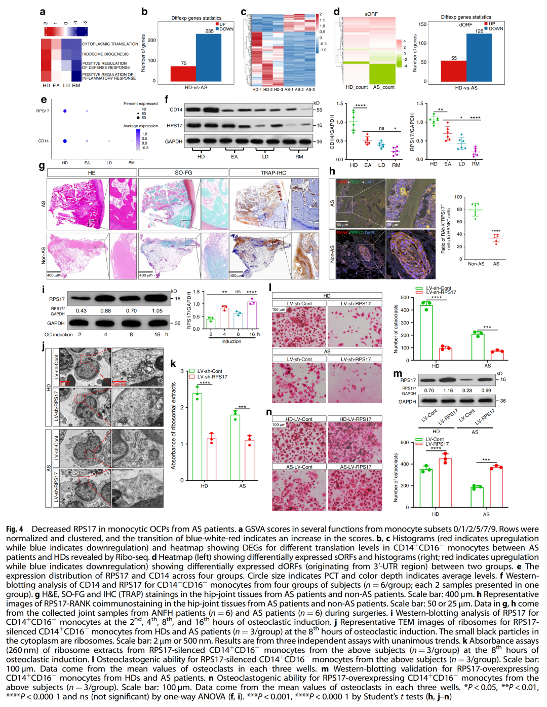 人外周破骨细胞前体发育模式