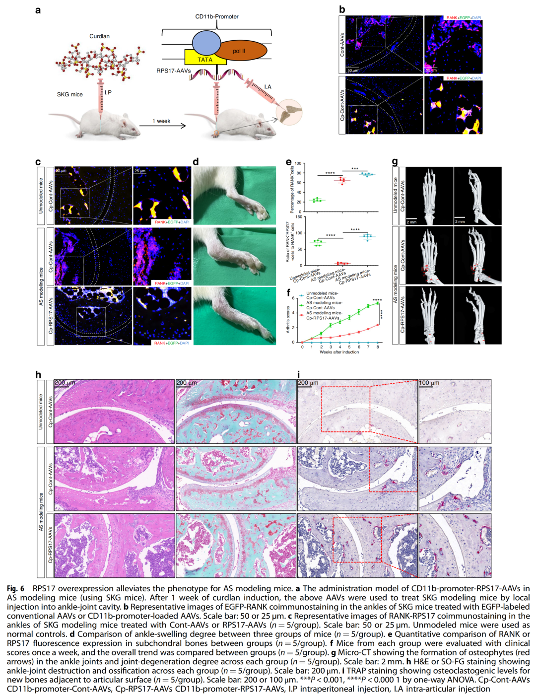人外周破骨细胞前体发育模式
