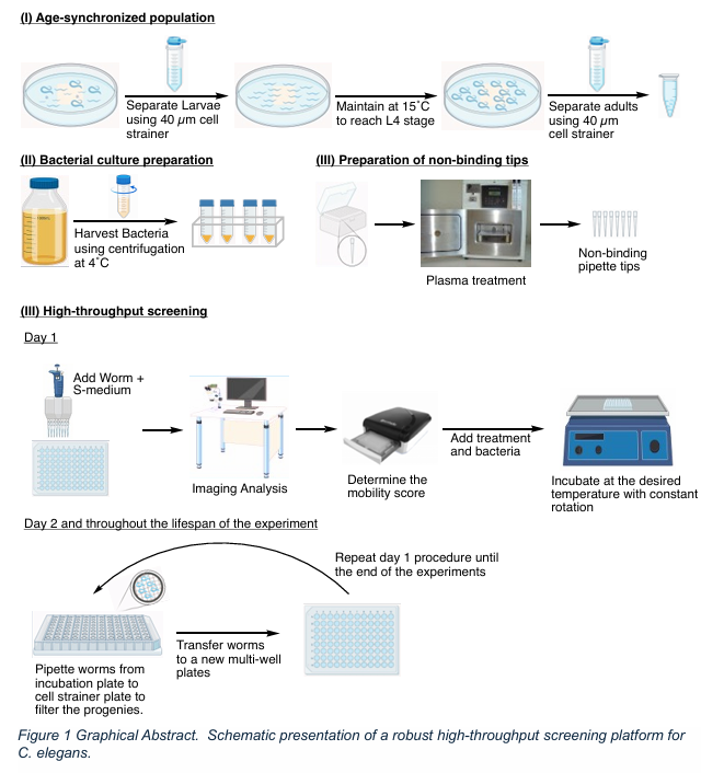 一种用于衰老研究中高通量筛选的、稳健的无化学试剂年龄同步秀丽隐杆线虫种群维持平台
