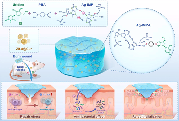 BMG LABTECH多功能酶标仪文献分享,西南交大，南京大学等联合科研团队发表在Materials Today Bio “Infection protection, immune regulation and epithelial regeneration trifunctional hydrogel for treatment of burn wounds”