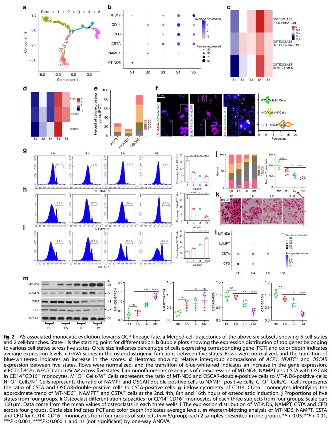 人外周破骨细胞前体发育模式