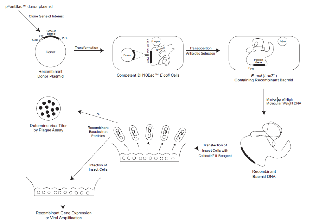 传染性法氏囊病毒解决方案