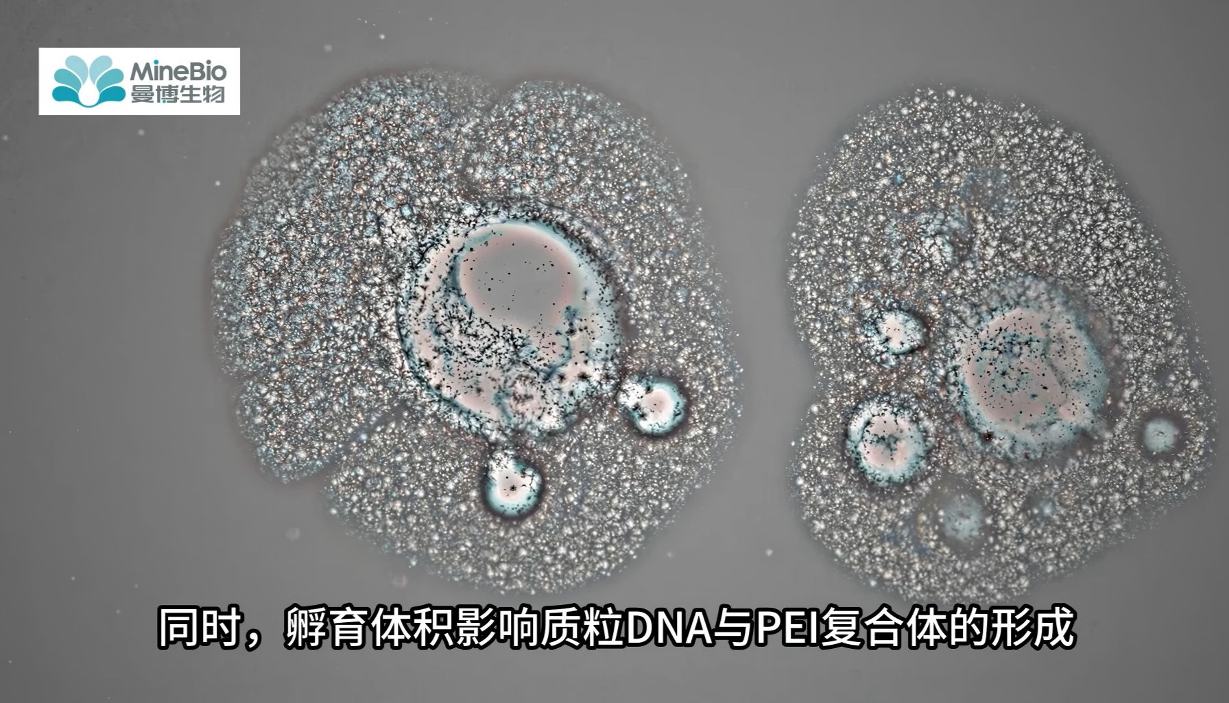 PEI转染效率提升指南（下）：AAV包装质粒比例与PEI-DNA配比优化