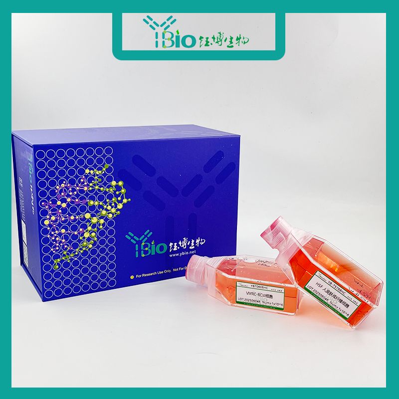 BT-325（人脑多形性胶质母细胞瘤细胞）