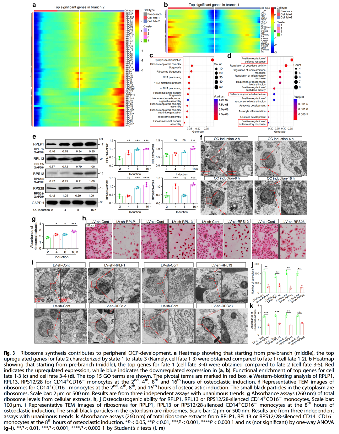 人外周破骨细胞前体发育模式