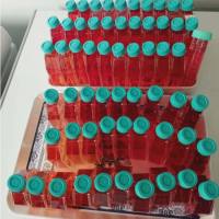 正常人原发性肠肌成纤维细胞升结肠