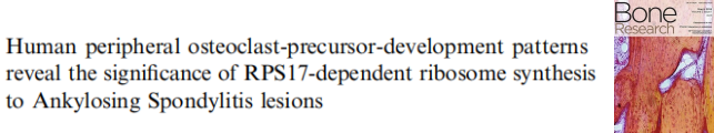 科研加油站 | 人外周破骨细胞前体发育模式揭示RPS17依赖性核糖体合成对强直性脊柱炎病变的重要性