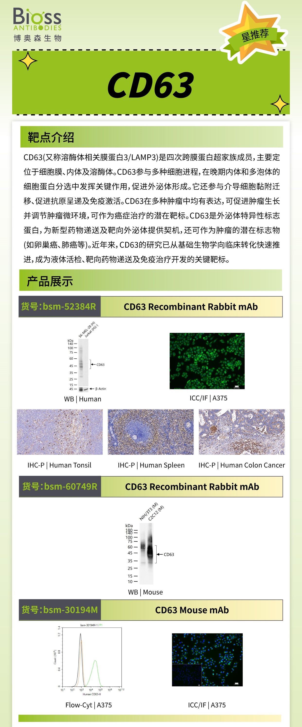 博奥森星推荐 | CD63 抗体