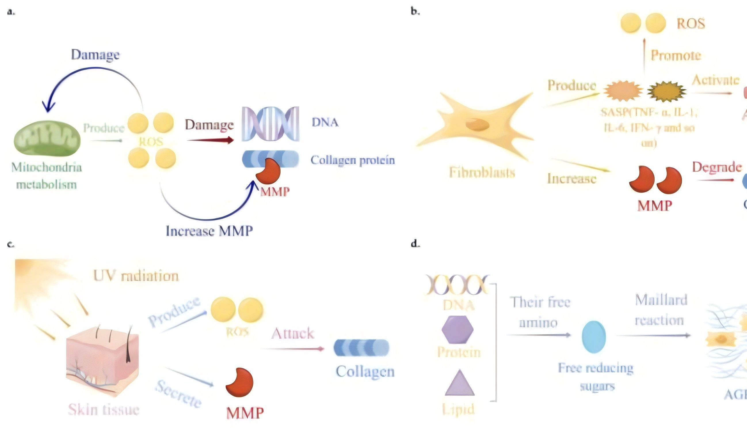 AGEs vs ROS：糖化反应vs氧化反应，谁在让你变老
