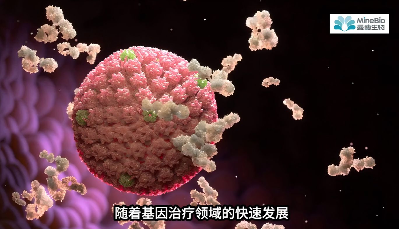 AAV病毒包装优化指南：三质粒比例与GMP级转染试剂选择