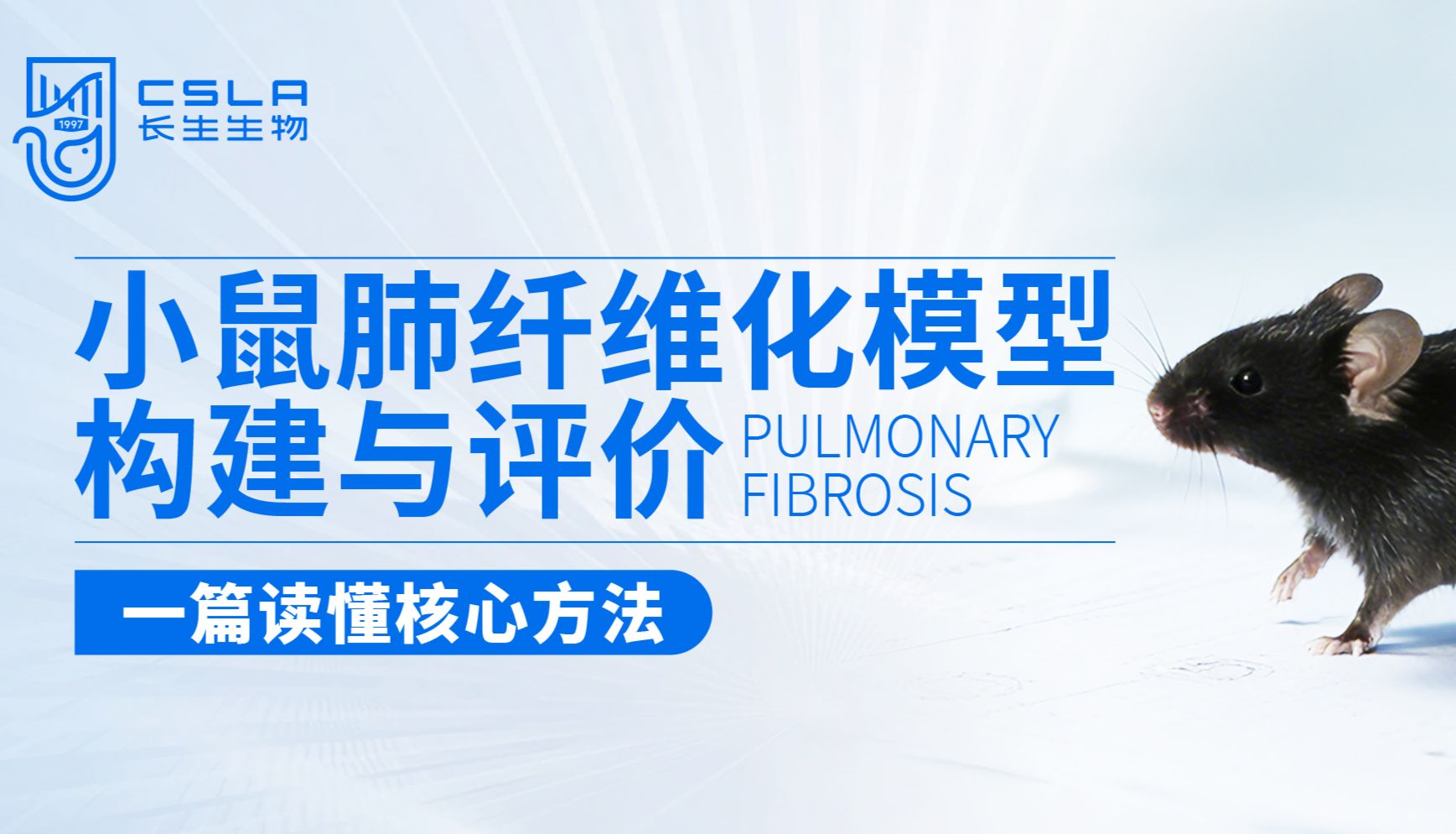 小鼠肺纤维化模型构建与评价：一篇读懂核心方法