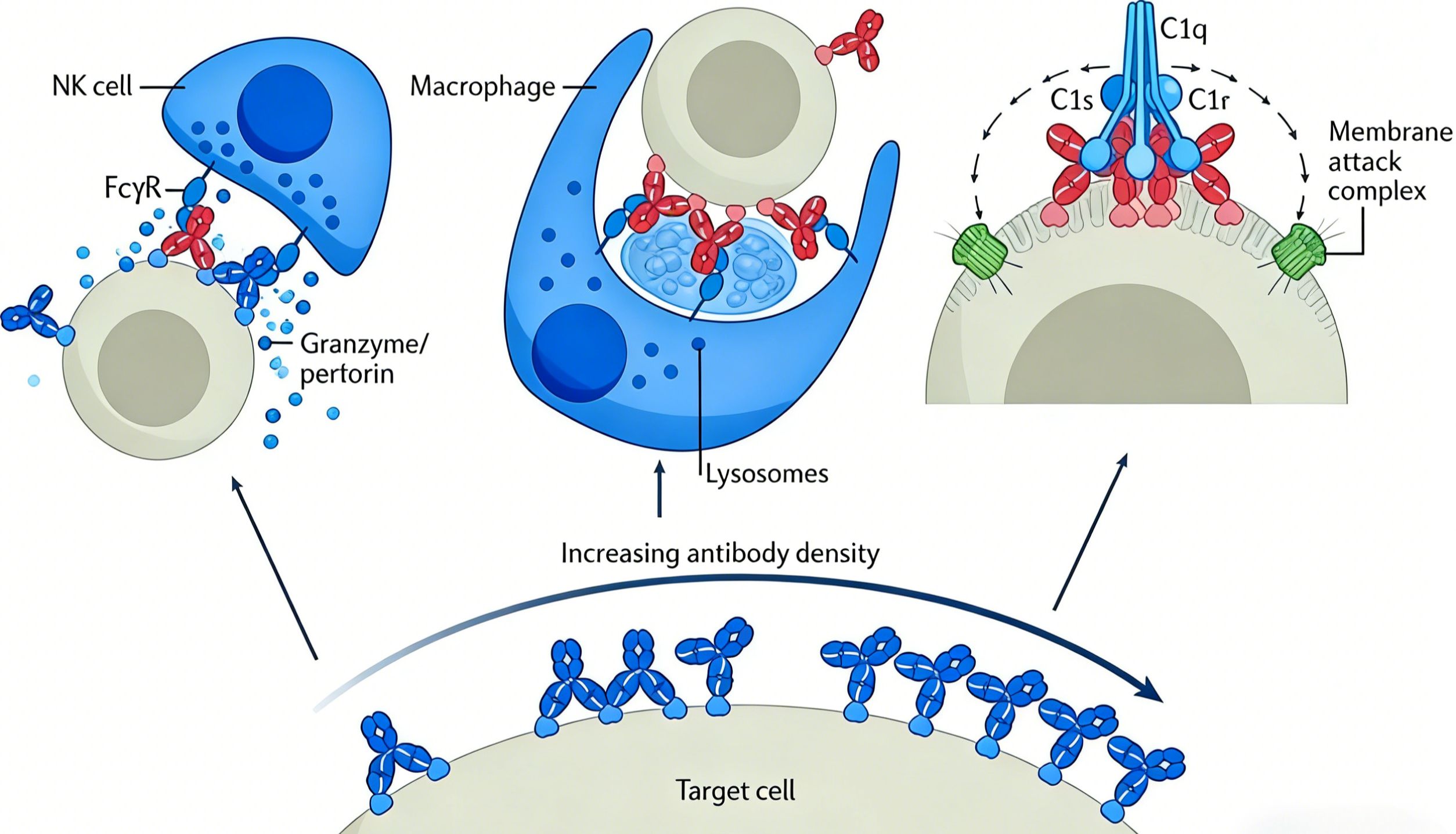 功能抗体如何实现生物学功能调控？