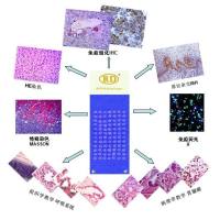 食蟹猴正常组织芯片-雌性-55