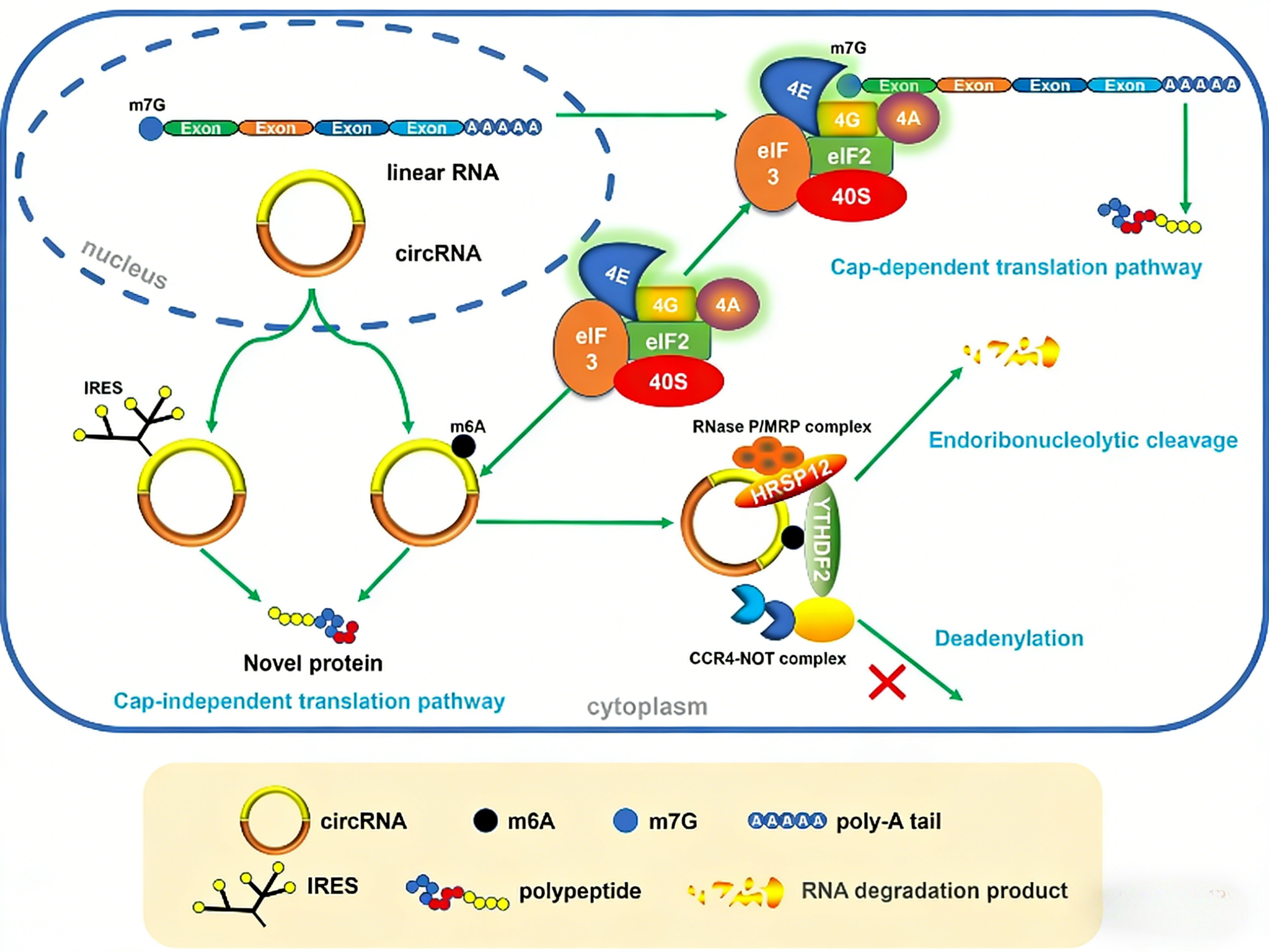 国自然热点: m6A修饰高分文献分享
