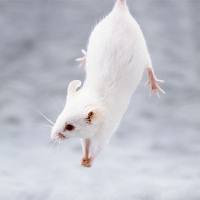 小鼠肝脏类器官