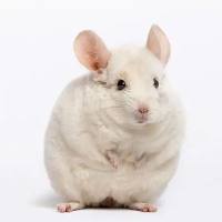 小鼠肾脏类器官