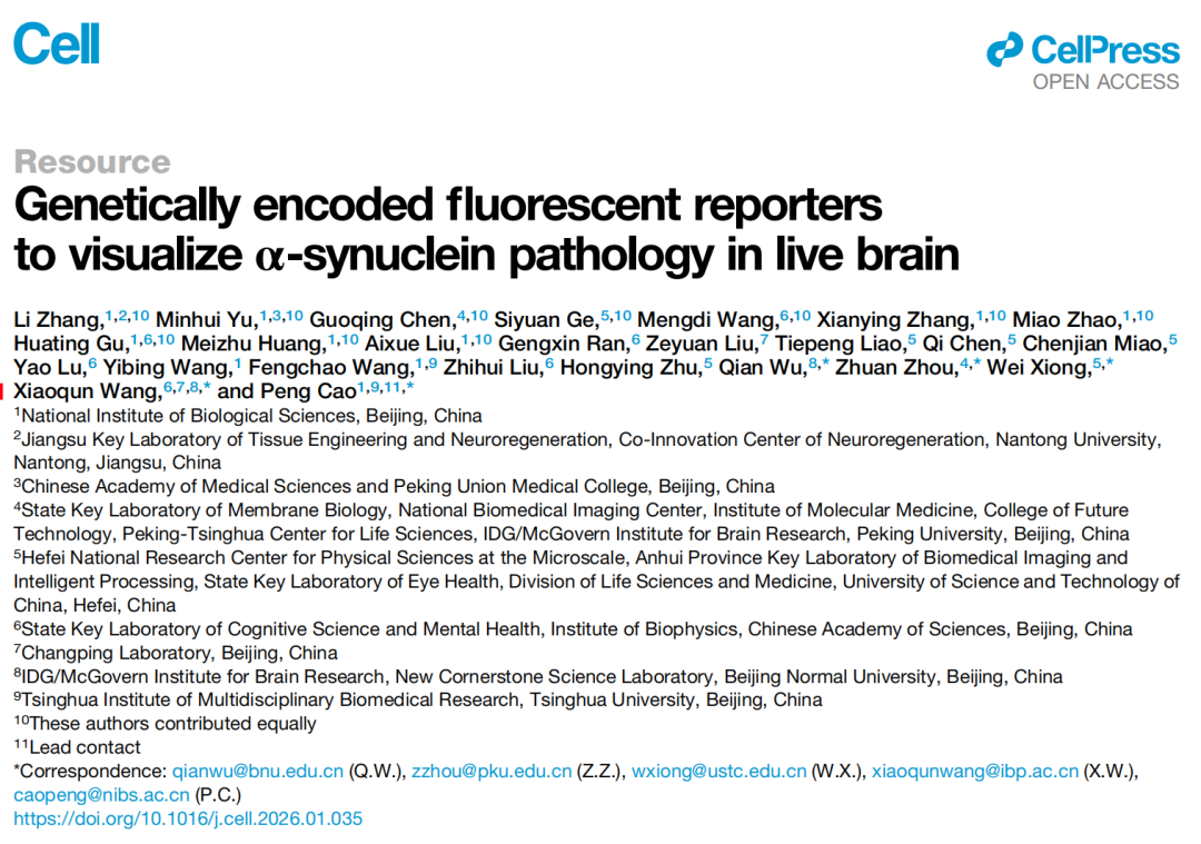 Cell发文：为帕金森病大脑“点亮明灯”！新型荧光探针，活体追踪致病α-Syn蛋白