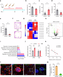 MED64平面微电极矩阵记录系统文章分享,首医大科研团队发表在APS “MicroRNA-129-5p in the mPFC is involved in the chronic mild stress-induced depression-like behaviors in rats”