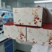 β-淀粉酶（β-amylase，β-AL）试剂盒（微量法）